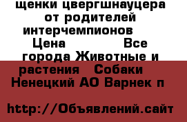 щенки цвергшнауцера от родителей интерчемпионов,   › Цена ­ 35 000 - Все города Животные и растения » Собаки   . Ненецкий АО,Варнек п.